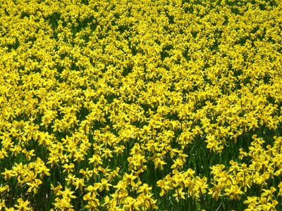 Yellow spring blossom photo