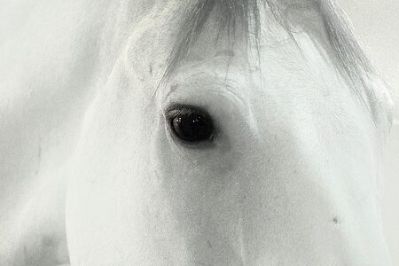 Animal nature portrait