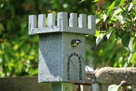 Nature bird nest