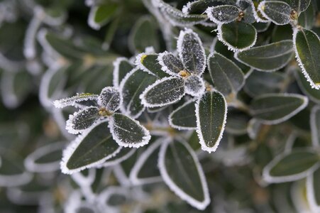 Icy hoarfrost winter photo