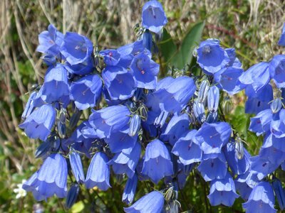 Bloom blue campanula cochleariifolia photo