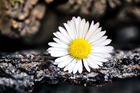 Blossom bloom white