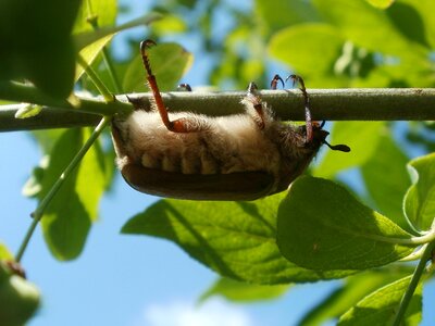 Coleoptera bug fauna