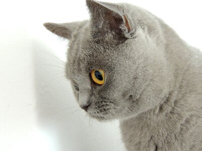 Fur eyes yellow