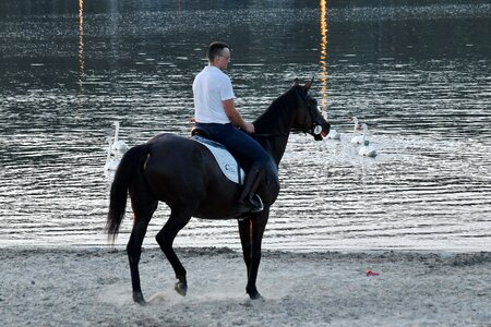 Beach horse lake photo