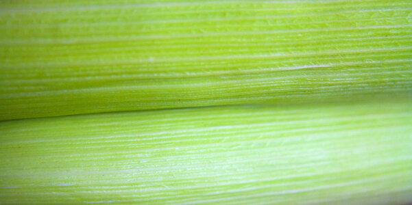Leaf Closeup photo