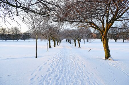 Trees park frost