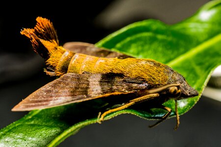 Butterfly insect close up photo