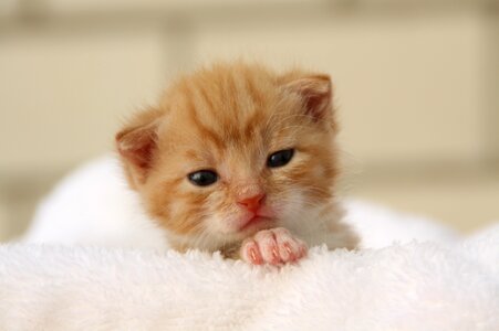 Playful pet cat face