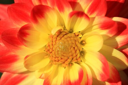 Beautiful beautiful flowers beautiful photo