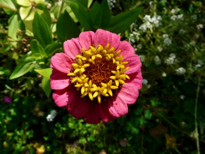 Colorful flower pink photo