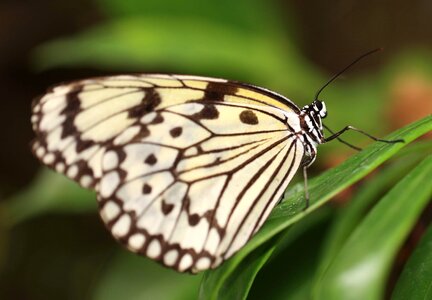 Animal arthropod beautiful