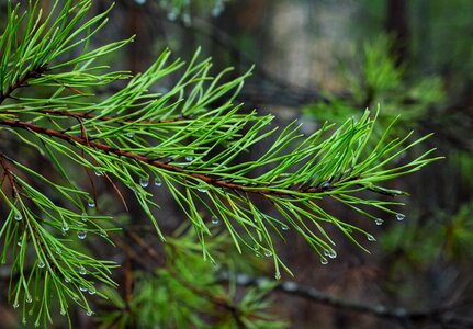 Branch conifer conifers