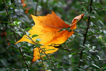 Holidays tan autumn leaf