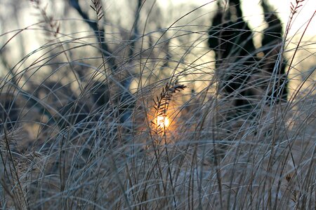 Frost nature sun photo