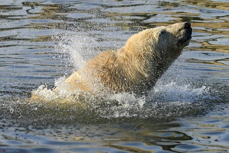 Polar bear bear zoo