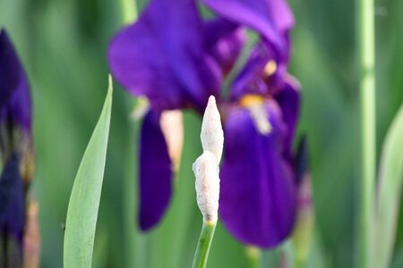 Garden iris purple