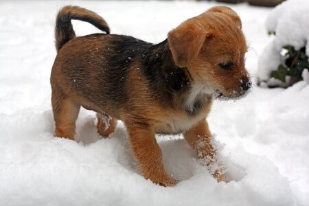 Winter cute dog