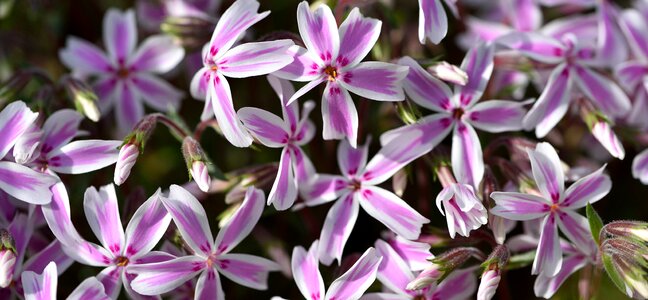 Cushion flower stone garden flowers photo