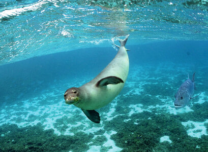 Hawaiian Monk seal