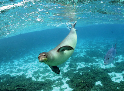 Hawaiian Monk seal photo