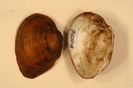 Pleuronaia barnesiana-2