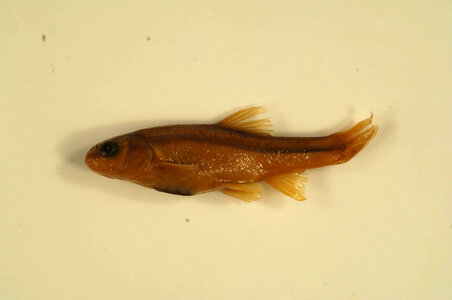 Agosia chrysogaster