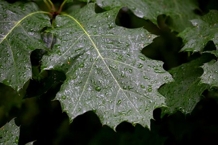 Beautiful Photo colorful dew photo