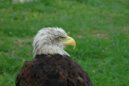 Eagle birds of prey ave