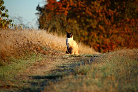 Animal cat claw photo