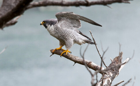 Male peregrine falcon photo