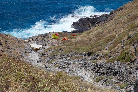 Nihoa Millerbird Translocation-1