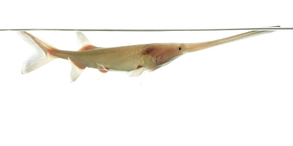 American paddlefish leucistic-1 photo