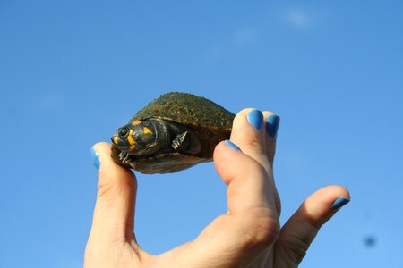 Animal fauna hand