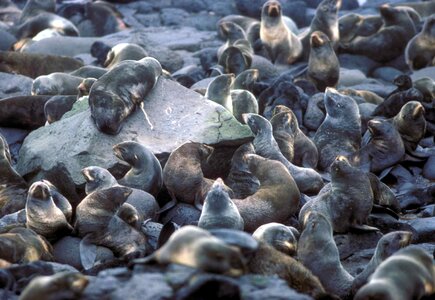 Colony fur fur seal