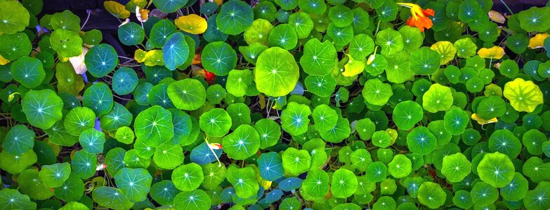 Blossom flora flower