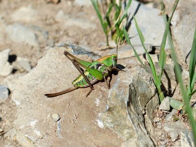 Insect wart biter decticus verrucivorus photo