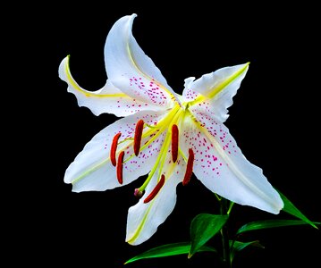 Flower white purple dots