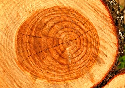Trunk tree wood