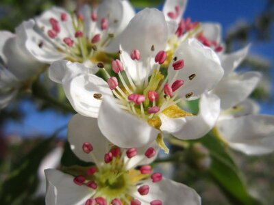 Beautiful Flowers blooming blossom photo