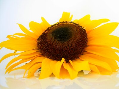 Sun yellow plant