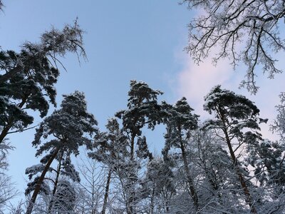 Sky snowy winter