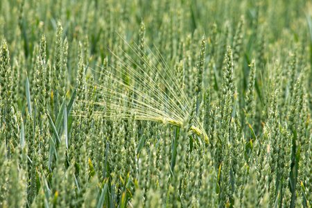 Grain spike field