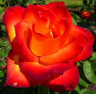 Red macro beauty
