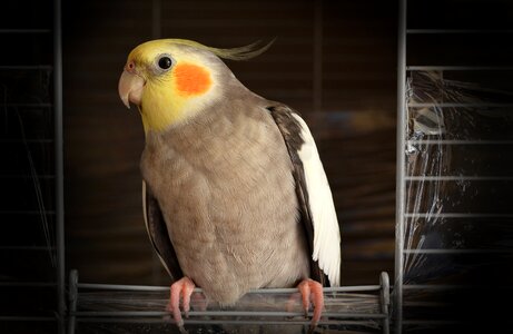 Pet parrot