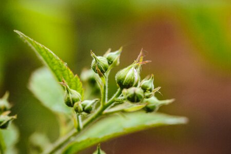 Flower Bud flower garden macro photo