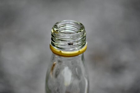 Ants bottle insect photo