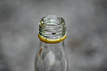 Ants bottle insect