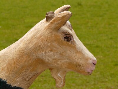 Animal baby goat wood