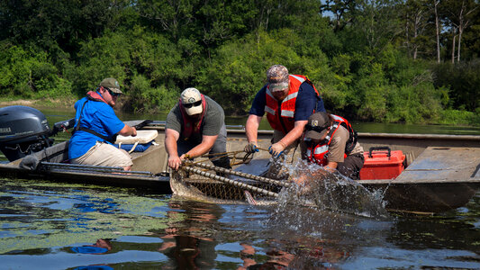 Alligator gar-2 photo